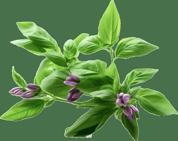 Holy Basil gut health remedy