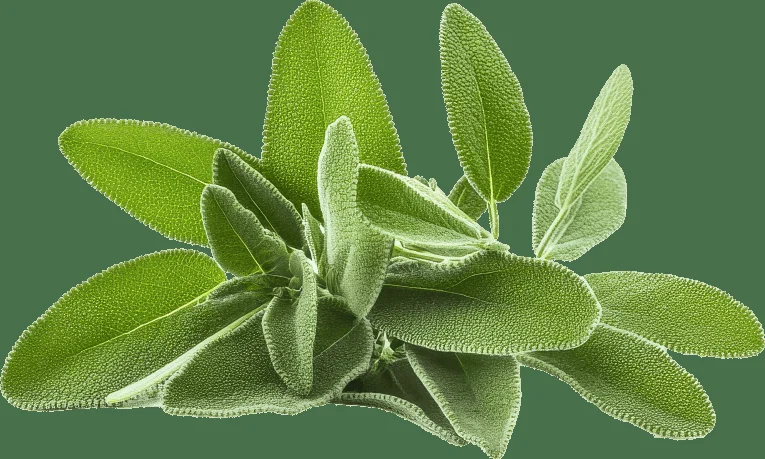 Sage extract gut-brain remedy