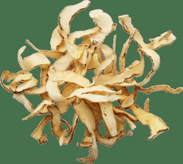 Solomon's Seal for tissue healing and emotional wellness